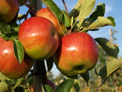 15015705 - closeup of apples on tree in orchard