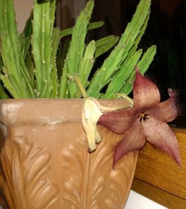 Image is courtesy of Lucie Stastkova