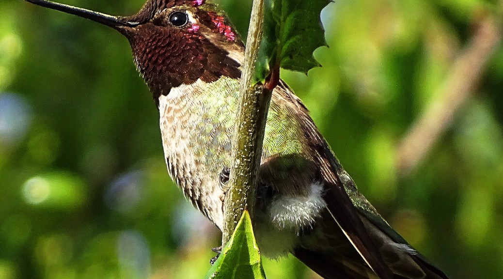 Hummer by Cindy Knoke