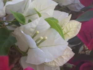 Flower by Terri Webster Schrandt