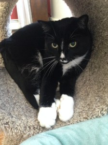 Zoe the Fabulous Feline